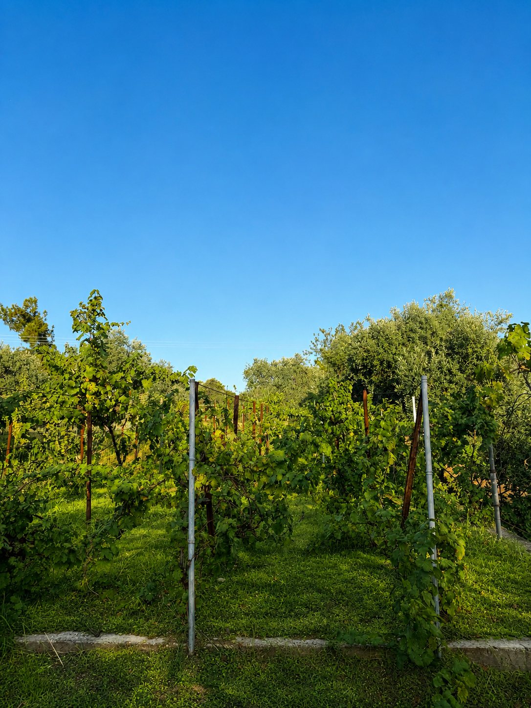 Vines in the garden